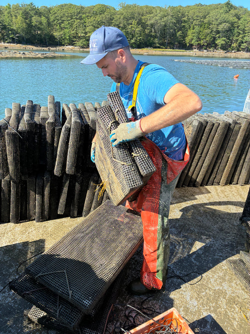 Man working with oyster cages by a body of water
