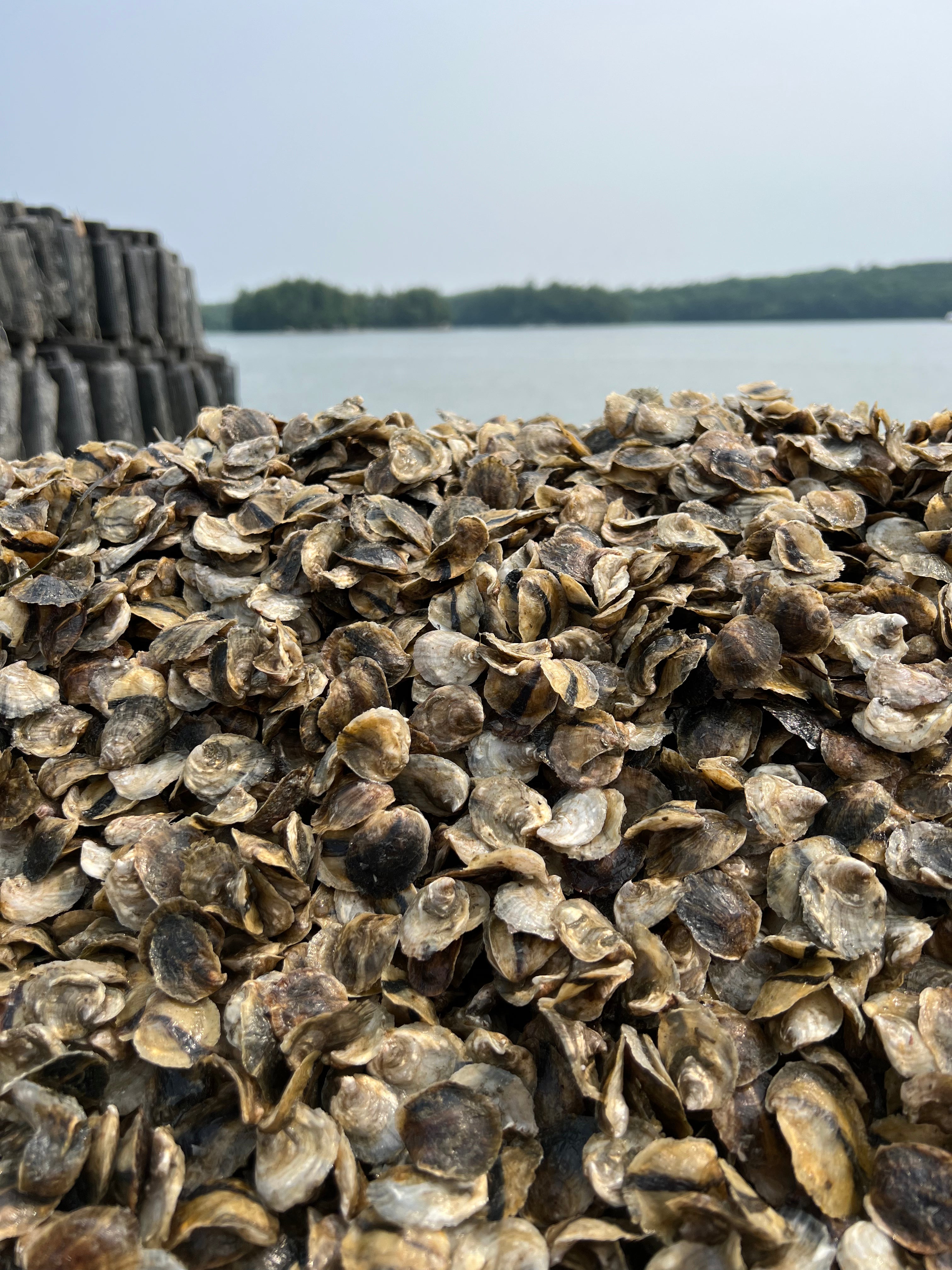 Close-up of oyster shells with a body of water and trees in the background