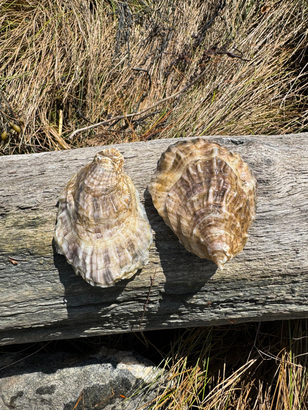 Unicorn Oyster Pink stripes on drift wood