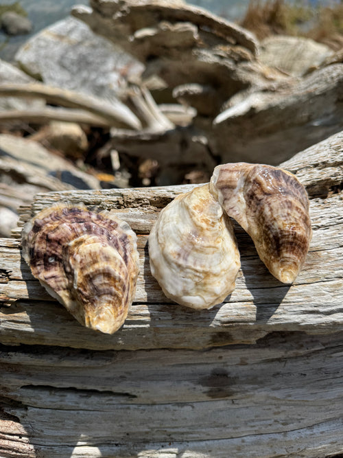 Unicorn oyster arcadian petites on drift wood