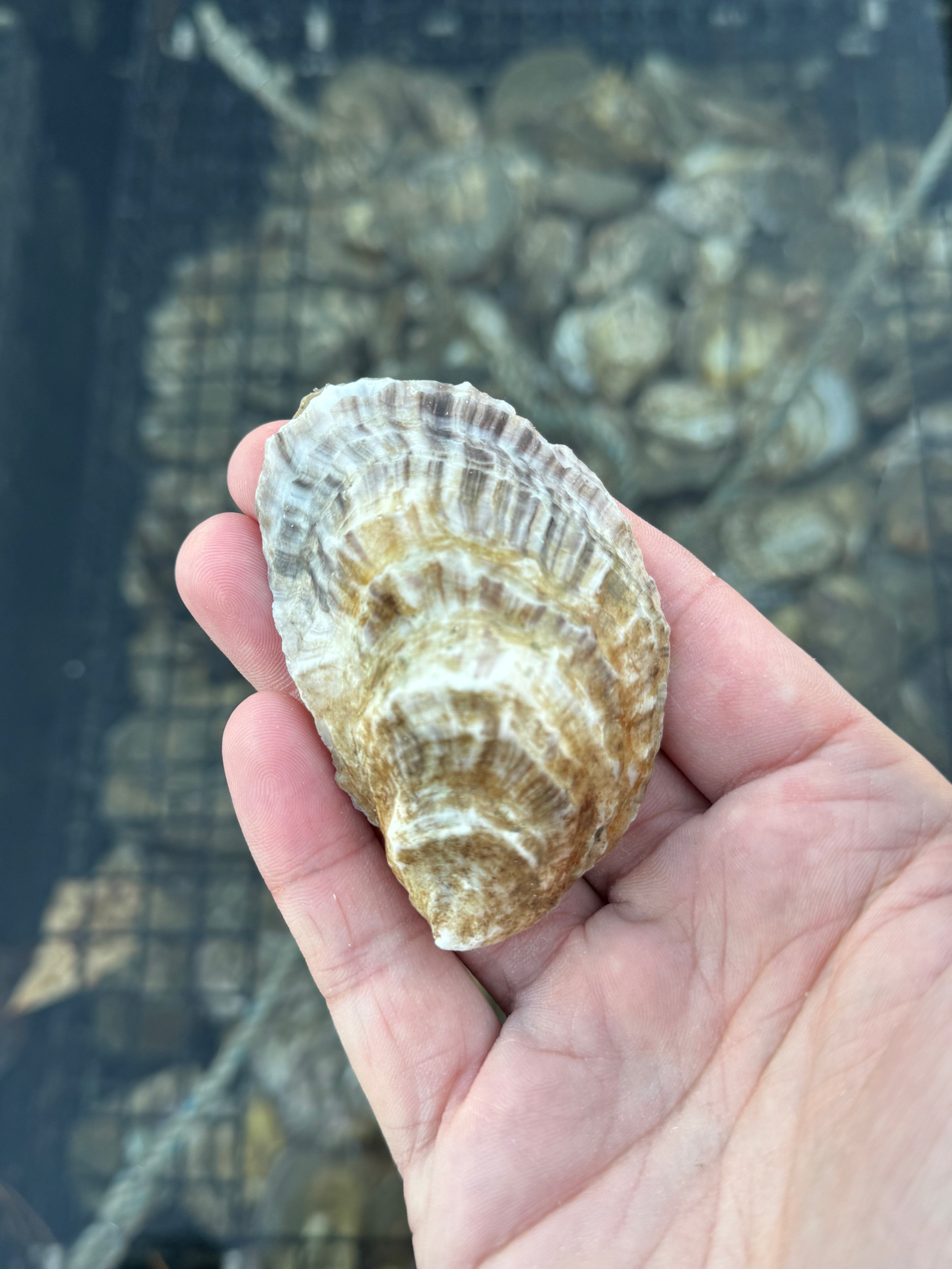 Hand holding a large shell with a blurred background of more shells.