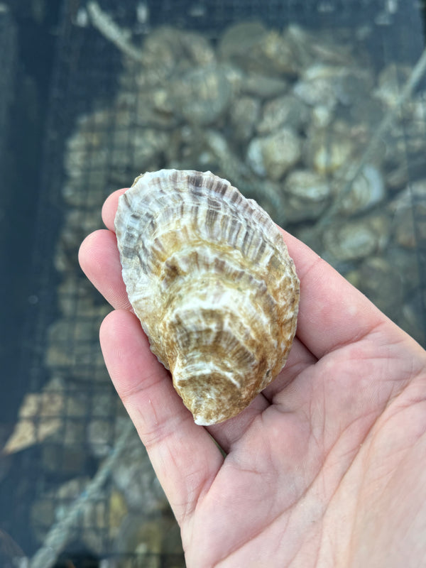 Hand holding a large shell with a blurred background of more shells.