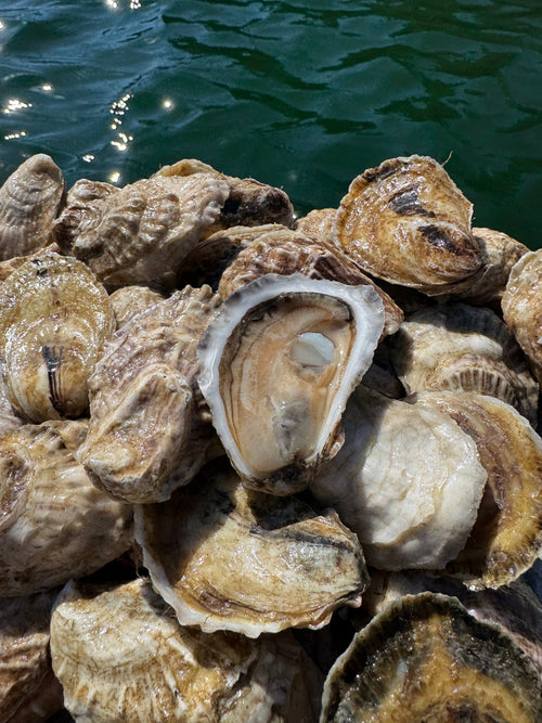 Norumbega Bay oysters from the Damariscotta River, Maine