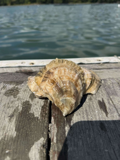 Norumbega petite oysters from the Damariscotta River, Maine