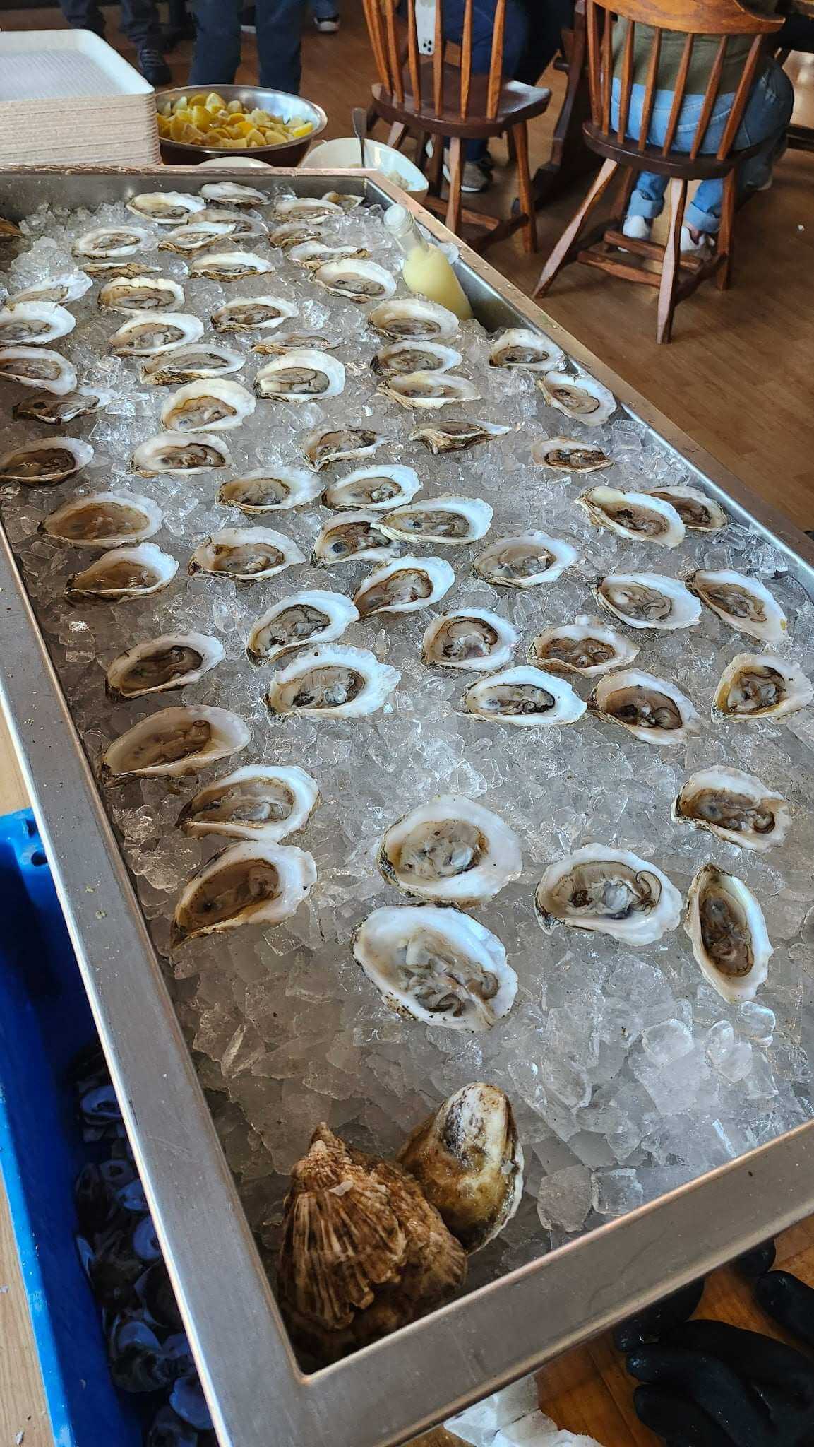 Pleasant Cove cocktail oysters on a raw bar, Damariscotta, Maine