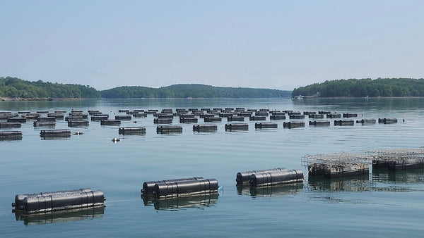 Pleasant Cove Oyster