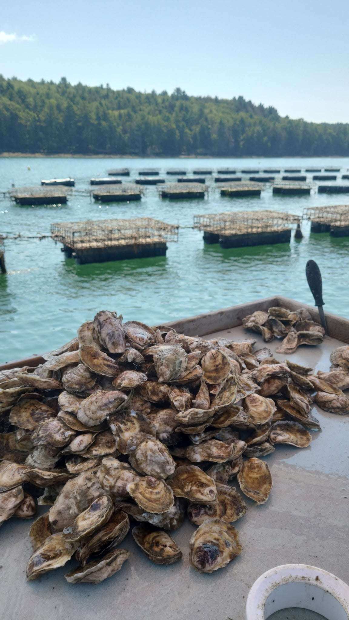 Pleasant Cove Pearls petite oysters beside oyster cages, Damariscotta, Maine