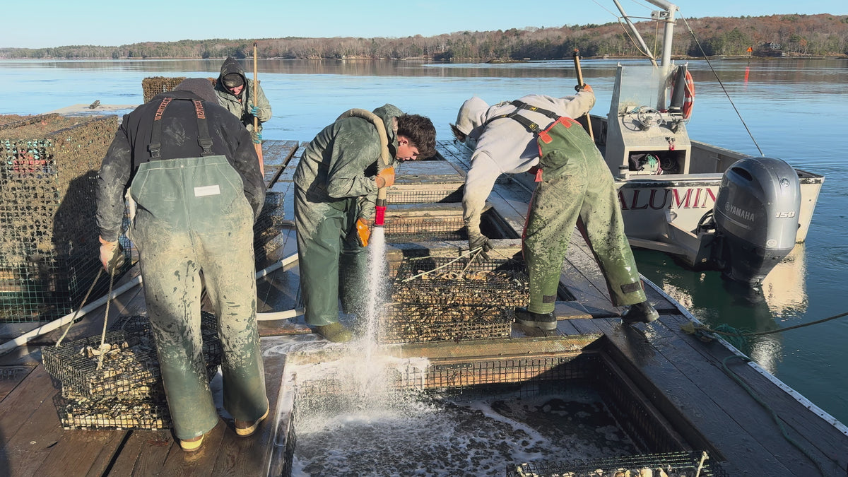 People cleaning and storing oysters