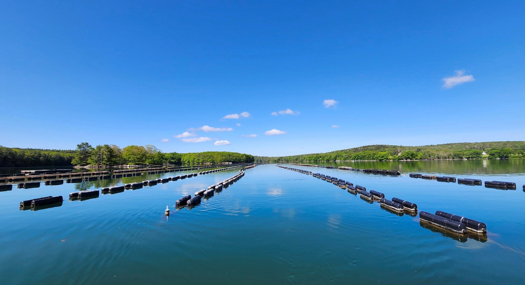Damariscotta River with floating Pleasant Cove oyster cages