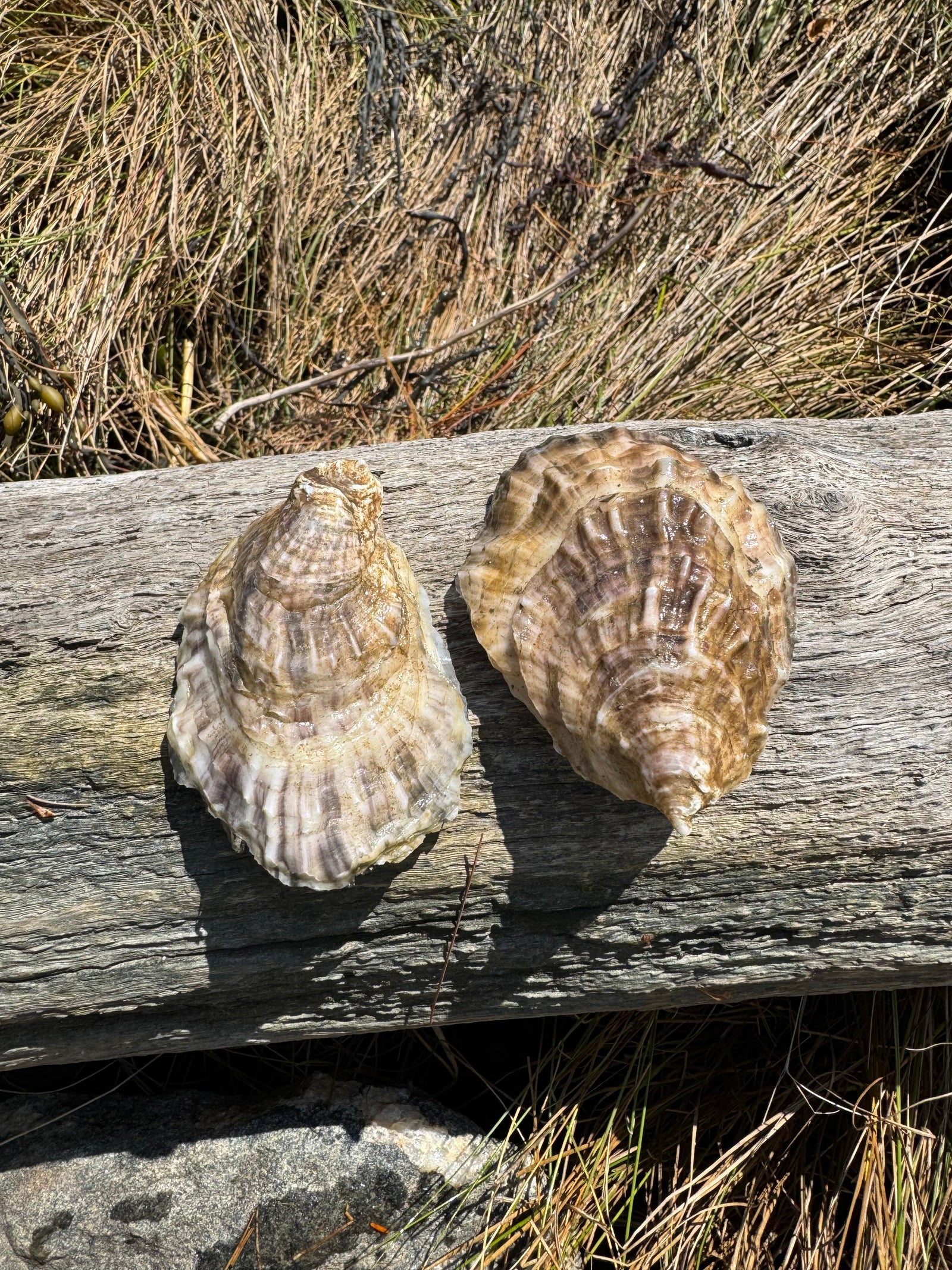 Unicorn Oyster Co. Pink Stripe oysters on driftwood, Damariscotta, Maine